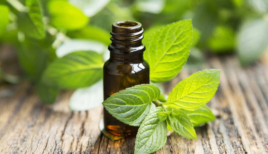 Peppermint Essential Oils